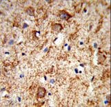 Polyclonal Rabbit anti-Human PNOC / Nociceptin Antibody (aa126-151, IHC, WB)