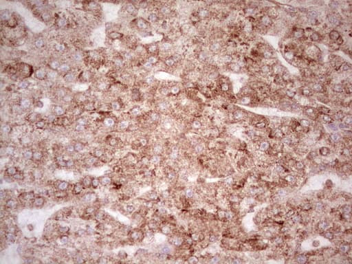 WIBG Antibody (clone OTI9C7)