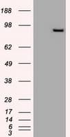 Prominin 2 / PROM2 Antibody (clone OTI15F4)
