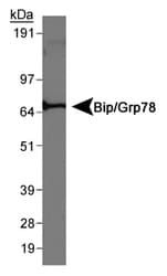 HSPA5 / GRP78 / BiP Antibody (C-Terminus)