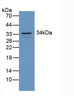 RGS4 Antibody (aa38-205)