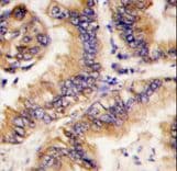 TRAPPC4 / Synbindin Antibody (aa54-84)