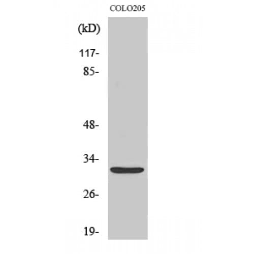 NXPH4 Antibody (190-270 aa, C-terminal)