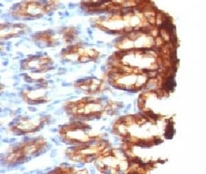 KRT19 / CK19 / Cytokeratin 19 Antibody (clone CTKN19-1, Ready-to-Use)