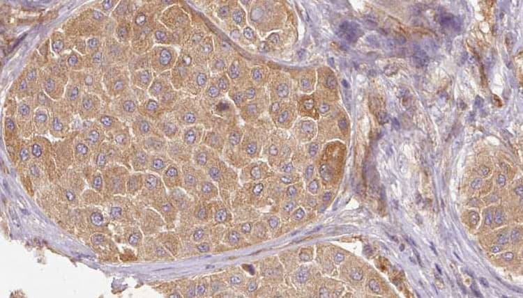 MFGE8 /Lactadherin Antibody