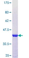 Human PCDHGA10 Protein (Recombinant GST, N-terminus)