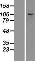 OSBPL6 Protein (Over-Expression Lysate Myc-DDK (Flag))