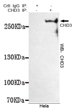 CHD3 Antibody