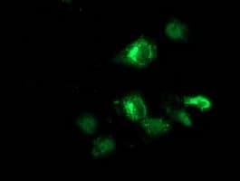 ANKRD53 Antibody (aa1-300, clone OTI1B8, Carrier-free)