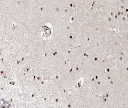 XPA Antibody