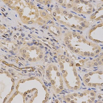ATP6AP1 Antibody