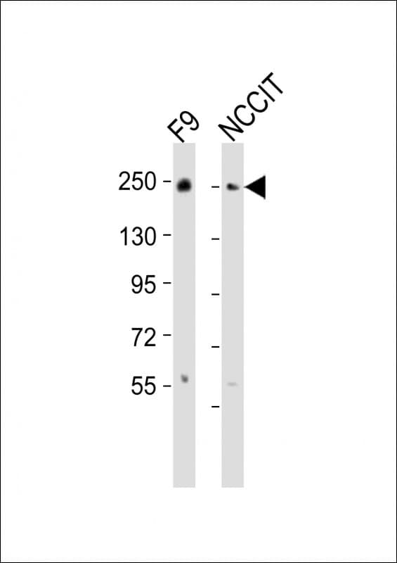 PBRM1 / BAF180 / PB1 Antibody (aa1121-1155)
