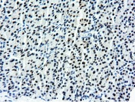 NT5DC1 Antibody (clone OTI1E11, Carrier-free)