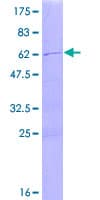 Human TRIM4 / RNF87 Protein (Recombinant GST)