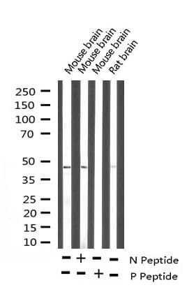 PTP1B Antibody (phospho-Ser50)