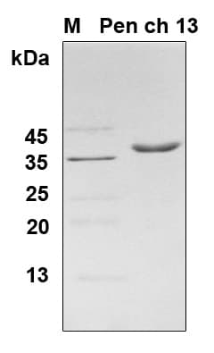 Penicillium chrysogenum Allergen Pen n 13 Protein (Recombinant 6His, N-terminus)