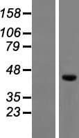 RUFY4 Protein (Over-Expression Lysate Myc-DDK (Flag))