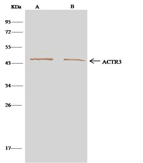 Polyclonal Rabbit anti-Human ACTR3 Antibody (Preservative Free, IF, WB)