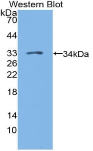 LAG3 Antibody (aa244-487)
