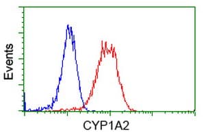 Monoclonal Mouse anti-Human CYP1A2 Antibody (clone OTI2E9, WB)