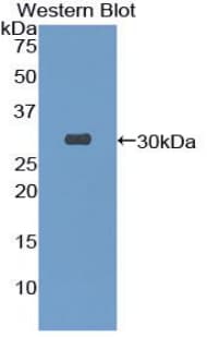 TOR3A Antibody (aa125-374, Biotin)