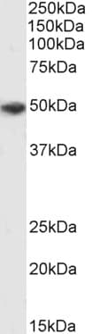 IHC-plus™ P2RX4 / P2X4 Antibody (aa56-69)