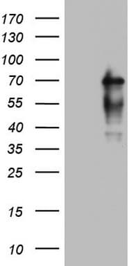 NUMB Antibody (aa1-365, clone OTI1B5)