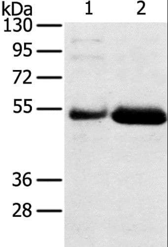 SAMD3 Antibody