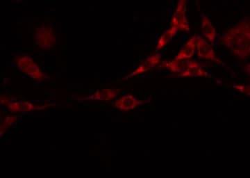 FLT3LG / Flt3 Ligand Antibody
