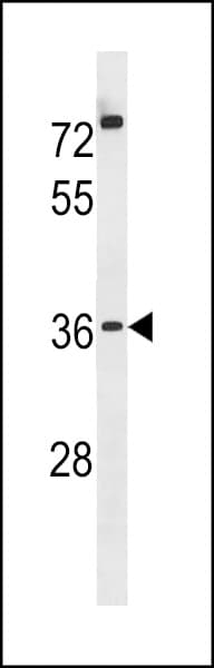 Polyclonal Rabbit anti-Human POPDC3 Antibody (aa231-259, WB)