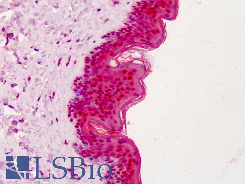 IHC-plus™ APEX1 / APE1 Antibody (Preservative Free)