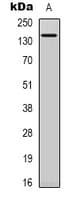 SPZ1 Antibody (N-Terminus)