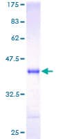 Human NRGN / Neurogranin Protein (Recombinant GST)