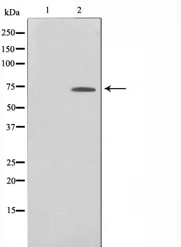 ELF1 Antibody