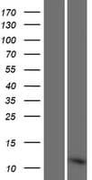 RPLP1 Protein (Over-Expression Lysate Myc-DDK (Flag))