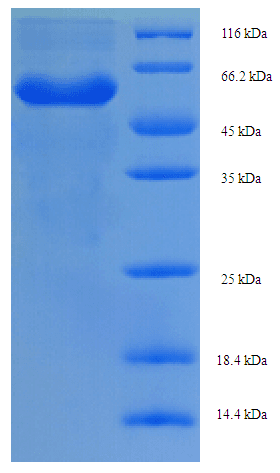 Saccharomyces cerevisiae AAP1 Protein (Recombinant His-SUMO)