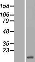 HBZ Protein (Over-Expression Lysate Myc-DDK (Flag))