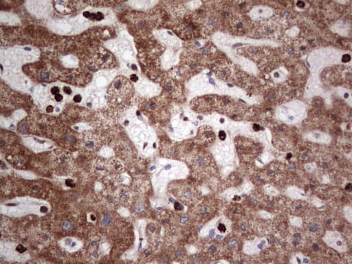 PCNA Antibody (clone OTI13G4)