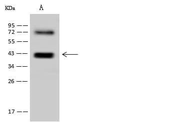 Polyclonal Rabbit anti-Human RFC4 Antibody (IHC, IF, WB)