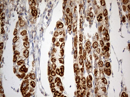 TNFAIP8 / SCC-S2 Antibody (clone OTI1H9, Carrier-free)