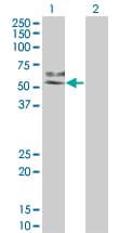 MAP2K7 / MEK7 Antibody (clone 2G5)