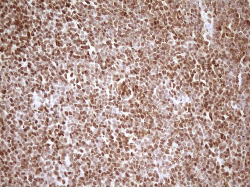 SAE1 Antibody (clone OTI6C7, Carrier-free)