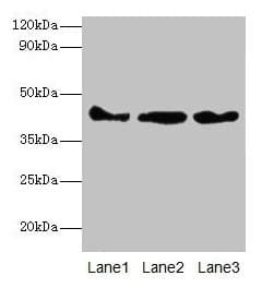 ACTB / Beta Actin Antibody