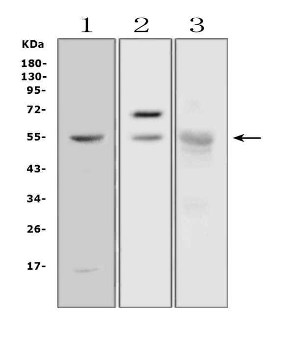 AMY1A / Salivary Amylase Antibody (aa30-44)