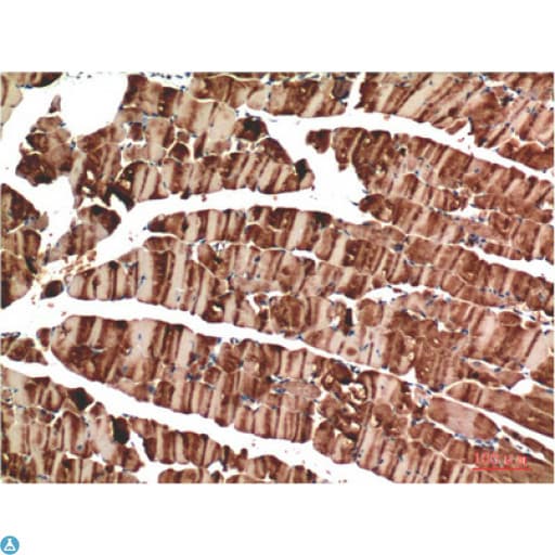 Muscle Actin Antibody
