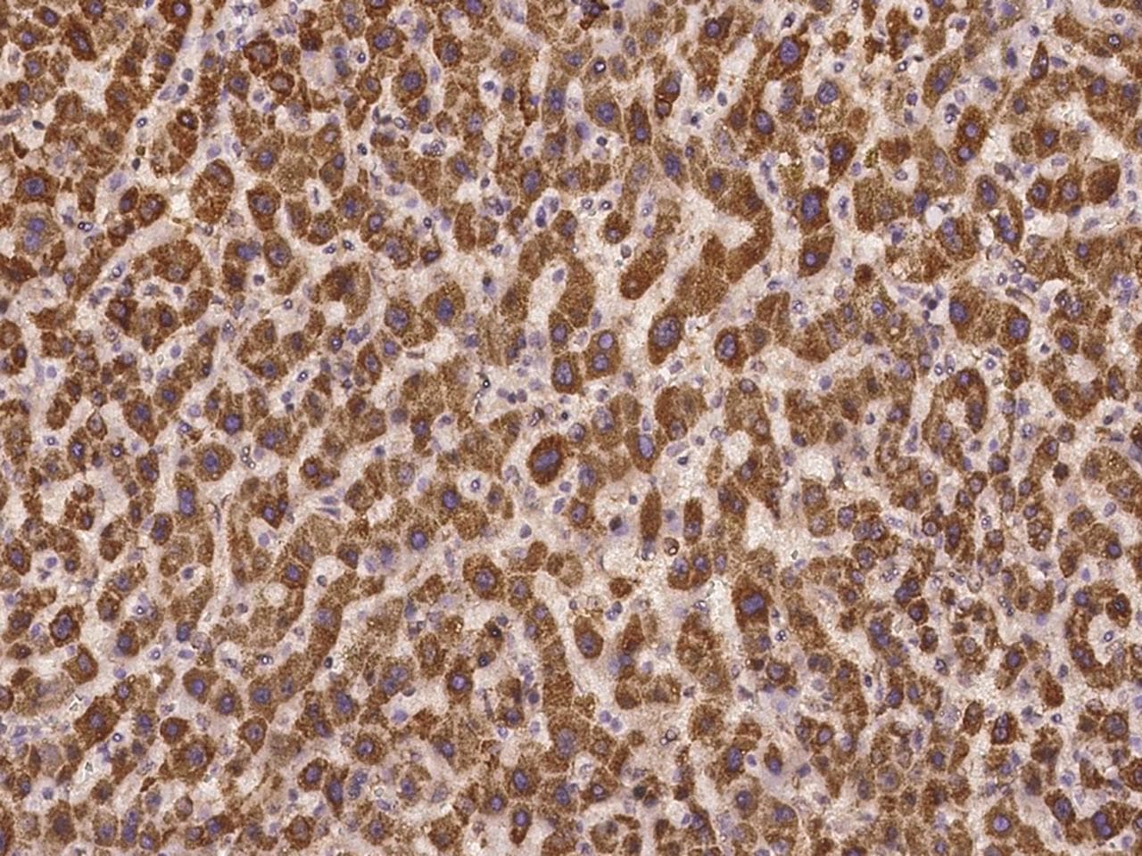 PRTG Antibody