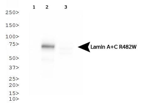 Monoclonal Mouse anti-Human LMNA / Lamin A+C Antibody (clone 5H8-B4, WB)