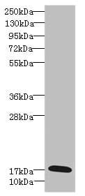 Polyclonal Rabbit anti-Human CR6 / GADD45G Antibody (IHC, WB)