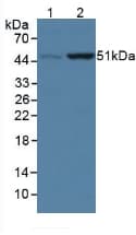 COQ6 Antibody (aa1-468, Biotin)