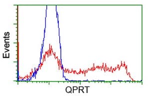 QPRT Antibody (clone OTI4E5)